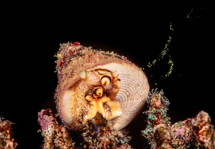 Gerahmter Druck : Ein grüner Topfshellschalen, Tectus pyramis. Gerahmter Druck : Ein grüner Topfshellschalen, Tectus pyramis.