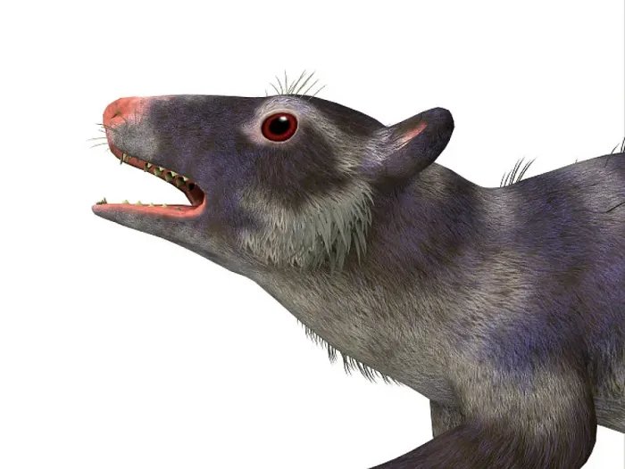 Gerahmter Druck : Purgatorius-Primatenschädel Gerahmter Druck : Purgatorius-Primatenschädel