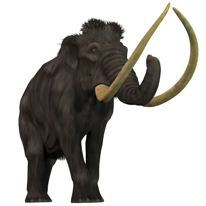 Gerahmter Druck : Die Wollemammut