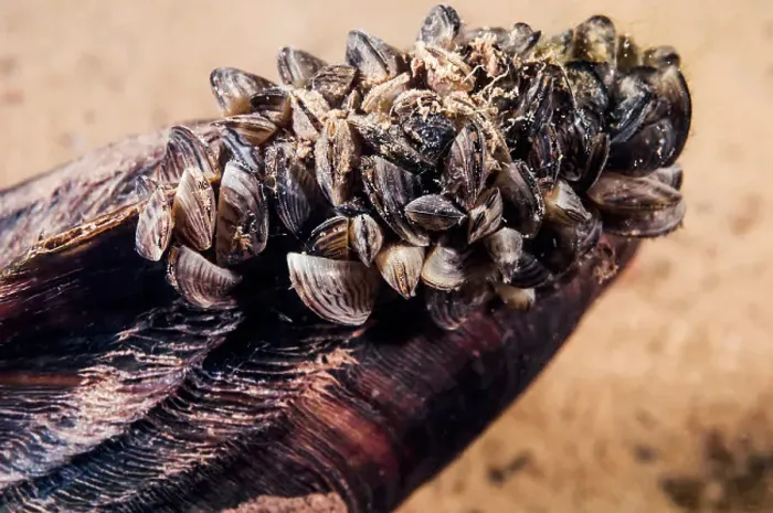 Gerahmter Druck : Bändermuscheln Gerahmter Druck : Bändermuscheln
