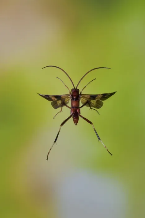 Gerahmter Druck : Ichneumonwespel (Compsocryptus sp.?), im Flug über dem Williamson County in den Vereinigten Staaten von Amerika ,November Gerahmter Druck : Ichneumonwespel (Compsocryptus sp.?), im Flug über dem Williamson County in den Vereinigten Staaten von Amerika ,November