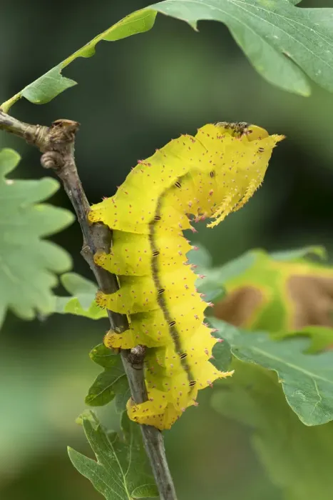 Gerahmter Druck : Sattelien-Maulwurm (Eacles ormondei), Raupenmutter von Saturnia in Guatemaala Gerahmter Druck : Sattelien-Maulwurm (Eacles ormondei), Raupenmutter von Saturnia in Guatemaala