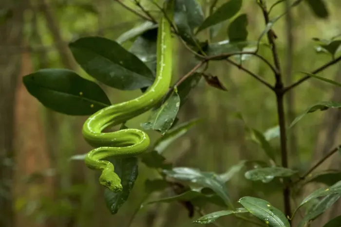Gerahmter Druck : Grüner Python (Morelia viridis) im Regenwald, Nationalpark Iron Range