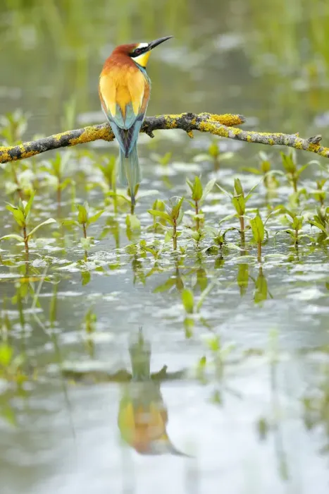 Gerahmter Druck : Amsilotschmetterling (Merops apiaster), Spiegelung im Wasser, Naturpark Sierra de Grazalema Gerahmter Druck : Amsilotschmetterling (Merops apiaster), Spiegelung im Wasser, Naturpark Sierra de Grazalema