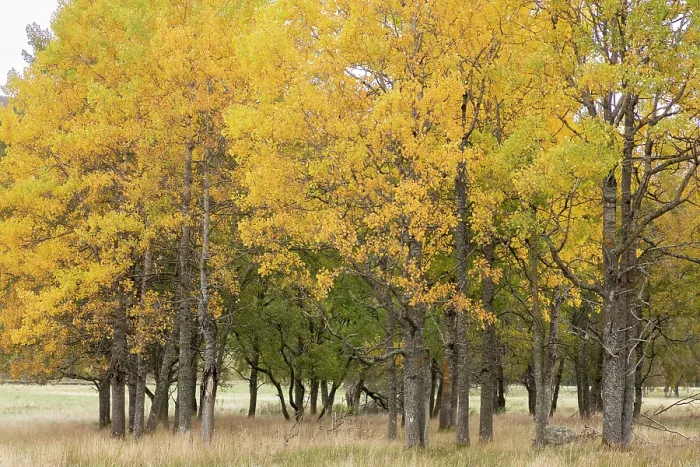 Gerahmter Druck : Aspen (Populus tremula)-Bäume, Abschnitt einer ausgewachsenen Bestand in offener Weide zeigend gelbe herbstliche Laubfärbung, Mar Lodge Estate, Braemar, Schottland, UK. Oktober. Gerahmter Druck : Aspen (Populus tremula)-Bäume, Abschnitt einer ausgewachsenen Bestand in offener Weide zeigend gelbe herbstliche Laubfärbung, Mar Lodge Estate, Braemar, Schottland, UK. Oktober.