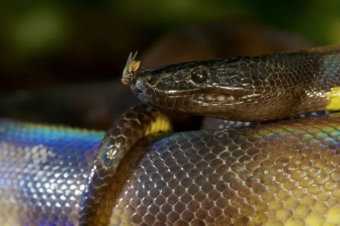 Gerahmter Druck : Porträt eines Ringschwanzpythons (Bothrochilus boa), mit Fliege, Wills-land Halbinsel Gerahmter Druck : Porträt eines Ringschwanzpythons (Bothrochilus boa), mit Fliege, Wills-land Halbinsel