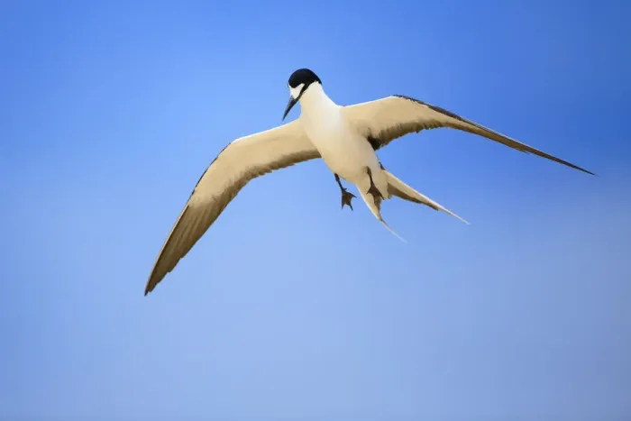 Gerahmter Druck : Sooty-Taucher (Sterna fuscata), im Flug über Blinky-Strand auf der Lord-Howe-Insel Gerahmter Druck : Sooty-Taucher (Sterna fuscata), im Flug über Blinky-Strand auf der Lord-Howe-Insel