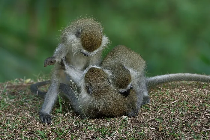 Gerahmter Druck : Drei blaue Affen (Cercopithecus mitis) Junge, spielen, Uganda. Gerahmter Druck : Drei blaue Affen (Cercopithecus mitis) Junge, spielen, Uganda.