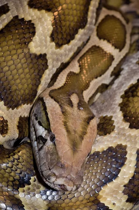 Gerahmter Druck : Burmese Python (Python molurus bivittatus) gewunden, Kopfporträt. Gefangenschaft. Gerahmter Druck : Burmese Python (Python molurus bivittatus) gewunden, Kopfporträt. Gefangenschaft.