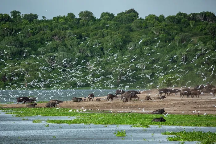 Gerahmter Druck : Kafferbüffel (Syncerus caffer caffer) Herde wallt im Fluss und steht entlang des Ufer mit einem Schwarm von Dickschnabellummen (Gelochelidon nilotica), die über ihm in der Luft fliegen. Gerahmter Druck : Kafferbüffel (Syncerus caffer caffer) Herde wallt im Fluss und steht entlang des Ufer mit einem Schwarm von Dickschnabellummen (Gelochelidon nilotica), die über ihm in der Luft fliegen.