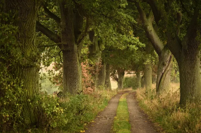 Gerahmter Druck : Allee der Eichen Quercus Eickelberg, Warnowtal Deutschland September Gerahmter Druck : Allee der Eichen Quercus Eickelberg, Warnowtal Deutschland September