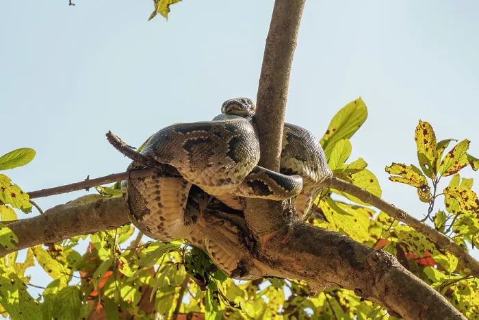 Gerahmter Druck : Indischer Python (Python molurus) ruht in einem Baum in der Nähe eines Wasserlochs, Bardiya-Nationalpark, Terai-Region, Nepal. Gerahmter Druck : Indischer Python (Python molurus) ruht in einem Baum in der Nähe eines Wasserlochs, Bardiya-Nationalpark, Terai-Region, Nepal.