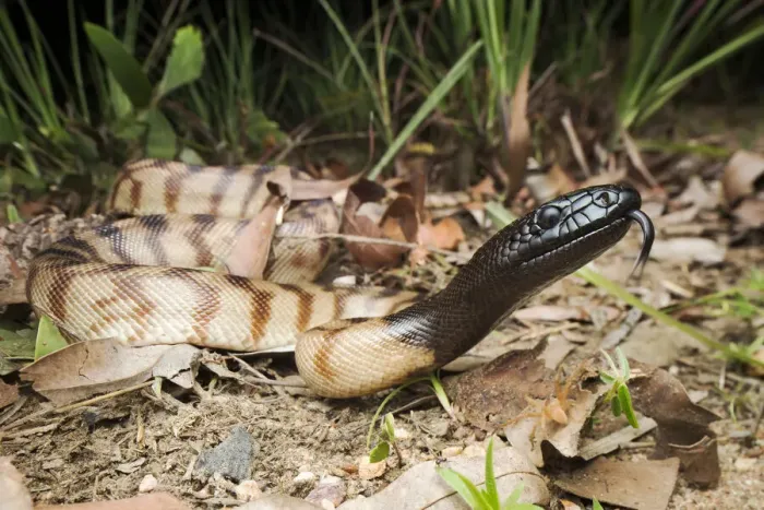Gerahmter Druck : Schädelkopffroschpython (Aspidites melanocephalus), Batchelor, Nordterritorium Australien Gerahmter Druck : Schädelkopffroschpython (Aspidites melanocephalus), Batchelor, Nordterritorium Australien