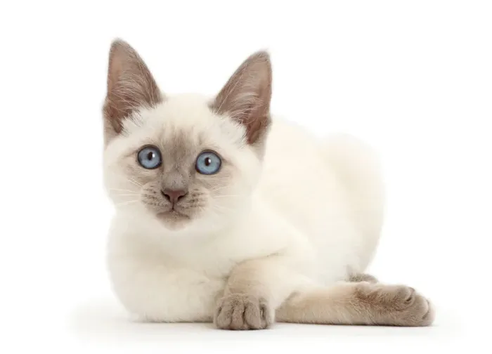 Gerahmter Druck : Blaupunktkatze Gerahmter Druck : Blaupunktkatze