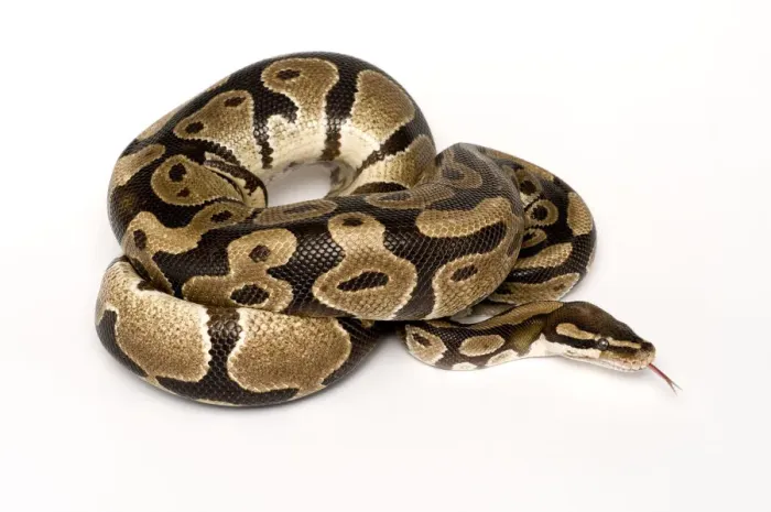 Gerahmter Druck : Regierender Python mit ausgestrecktem Zungenfleisch in Schlangenbogen Gerahmter Druck : Regierender Python mit ausgestrecktem Zungenfleisch in Schlangenbogen