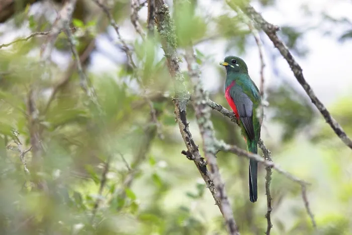 Gerahmter Druck : Narina-Trogon (Apaloderma narina) auf Baum, Hluhluwe Game Reserve, KwaZulu Natal, Südafrika.