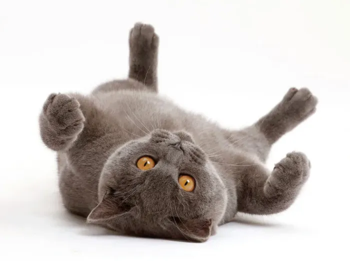Gerahmter Druck : Blauer britischer Kurzhaar-Katze liegt auf seinem Rücken Gerahmter Druck : Blauer britischer Kurzhaar-Katze liegt auf seinem Rücken