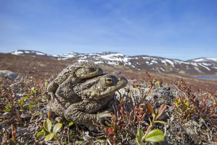 Gerahmter Druck : Gemeiner Frosch (Bufo bufo), Paar im Amplexus, Dee-Side, Schottland April Gerahmter Druck : Gemeiner Frosch (Bufo bufo), Paar im Amplexus, Dee-Side, Schottland April