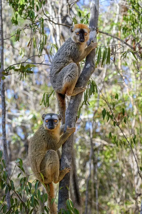 Gerahmter Druck : Rotvorderleitbrownlemuren (Eulemur rufifrons) Paar, Männchen oben, klettert Baum hinauf, Kirindy Wald, Zentralmenabe, westliches Madagaskar. Gerahmter Druck : Rotvorderleitbrownlemuren (Eulemur rufifrons) Paar, Männchen oben, klettert Baum hinauf, Kirindy Wald, Zentralmenabe, westliches Madagaskar.