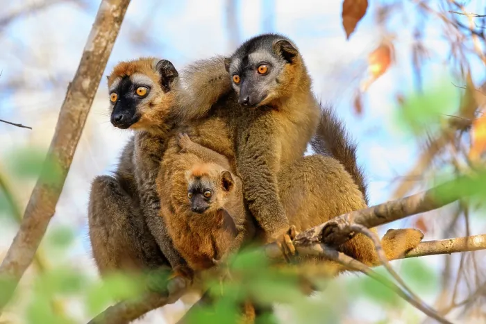 Gerahmter Druck : Eulemur rufifrons-Paar, männlich links, mit Jungtier im Alter von 3-4 Wochen, sitzt zusammen auf einem Ast in der Waldunterwuchs, Kirindy Forest, Zentral-Menabe. Gerahmter Druck : Eulemur rufifrons-Paar, männlich links, mit Jungtier im Alter von 3-4 Wochen, sitzt zusammen auf einem Ast in der Waldunterwuchs, Kirindy Forest, Zentral-Menabe.