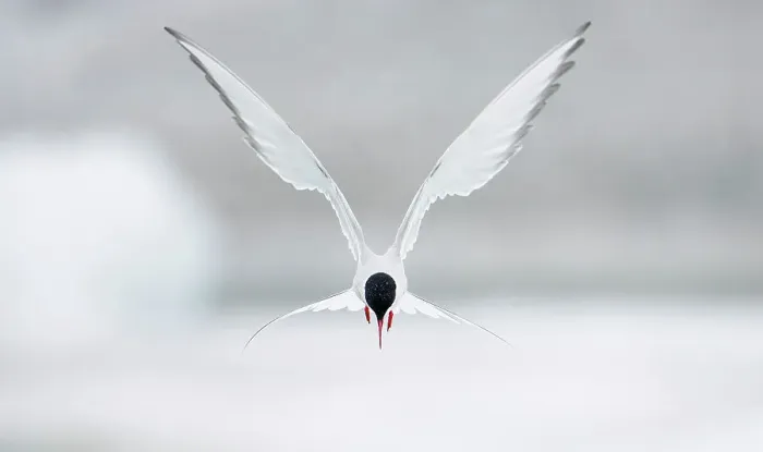 Gerahmter Druck : Arktische Sturmmöwe (Sterna paradisaea) schwebt in der Luft, Juni, Island. Tafel aus dem Buch 'Magic Moments'. Gerahmter Druck : Arktische Sturmmöwe (Sterna paradisaea) schwebt in der Luft, Juni, Island. Tafel aus dem Buch 'Magic Moments'.