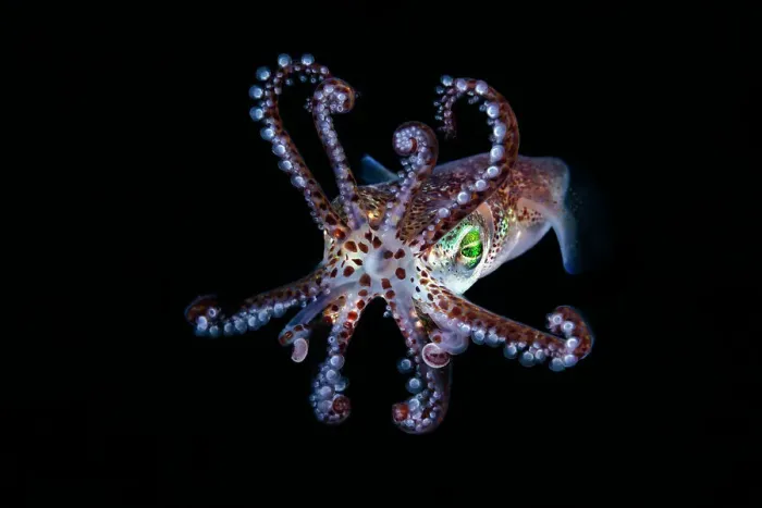 Gerahmter Druck : Mimikabobflossenquirl (Euprymna morsei), Hokkaido, Japan, Pazifischer Ozean