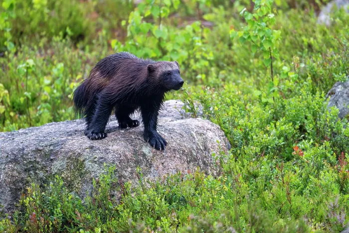 Gerahmter Druck : Wölfin (Gulo gulo) steht auf einem Felsen, Karbole, Halsingland, Schweden. Juli. Gerahmter Druck : Wölfin (Gulo gulo) steht auf einem Felsen, Karbole, Halsingland, Schweden. Juli.