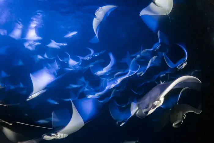 Gerahmter Druck : Schule der Munksfeen-Delfinradar, Pygmäudelfinradar (Mobula munkiana) Gerahmter Druck : Schule der Munksfeen-Delfinradar, Pygmäudelfinradar (Mobula munkiana)
