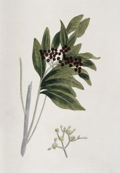 Gerahmter Druck : Zimt, 1823 Gerahmter Druck : Zimt, 1823