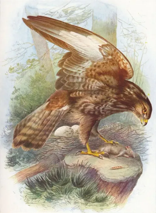 Gerahmter Druck : Gemeiner Geierschwalb - Buteo vulgarius, c 1910. Künstler: George James Rankin Gerahmter Druck : Gemeiner Geierschwalb - Buteo vulgarius, c 1910. Künstler: George James Rankin