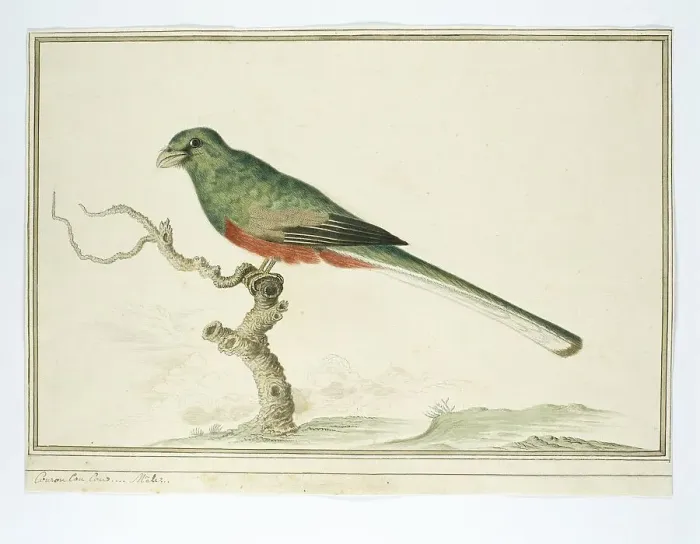 Gerahmter Druck : Apaloderma narina (Narinaschmetterling), 1777-1786. Ersteller: Robert Jacob Gordon Gerahmter Druck : Apaloderma narina (Narinaschmetterling), 1777-1786. Ersteller: Robert Jacob Gordon