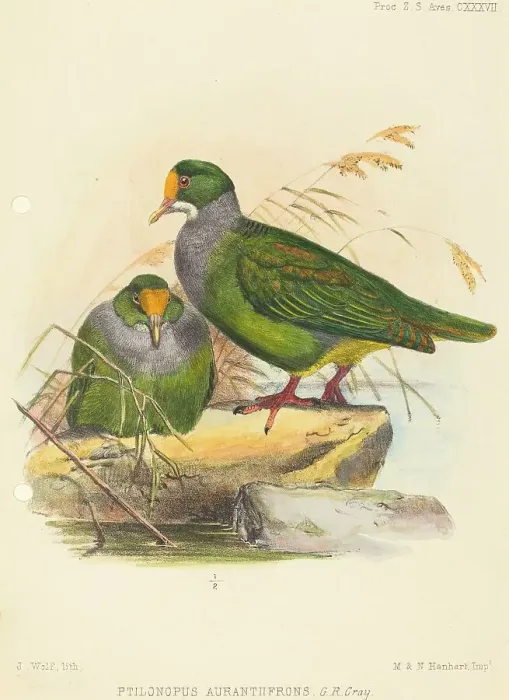 Gerahmter Druck : Zwei Vögel (Ptilonopus auranthroneus). Erfinder: Joseph Wolf Gerahmter Druck : Zwei Vögel (Ptilonopus auranthroneus). Erfinder: Joseph Wolf