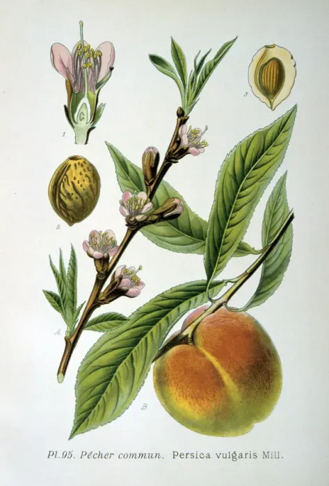 Gerahmter Druck : Gemeiner Apfel, 1893 Gerahmter Druck : Gemeiner Apfel, 1893