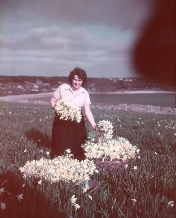 Gerahmter Druck : Daffodils, Isles of Scilly, c1955. Künstler: Arthur Charles Kirby Ware Gerahmter Druck : Daffodils, Isles of Scilly, c1955. Künstler: Arthur Charles Kirby Ware