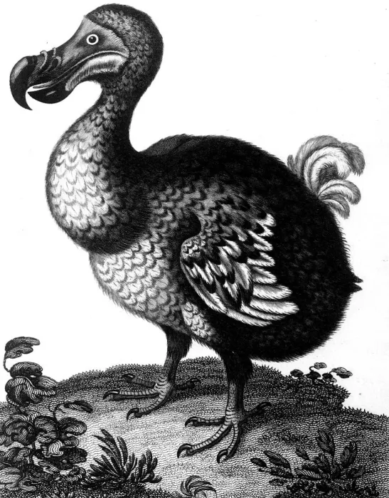 Gerahmter Druck : Dodo, c1804 Gerahmter Druck : Dodo, c1804