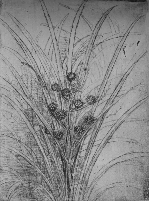 Gerahmter Druck : Blütenhaie, um 1480 (1945). Künstler: Leonardo von Einblützen Gerahmter Druck : Blütenhaie, um 1480 (1945). Künstler: Leonardo von Einblützen