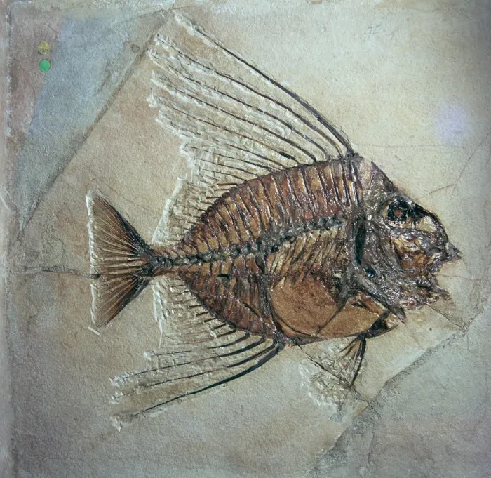 Gerahmter Druck : Fossils von Acantonemus subauréus Gerahmter Druck : Fossils von Acantonemus subauréus