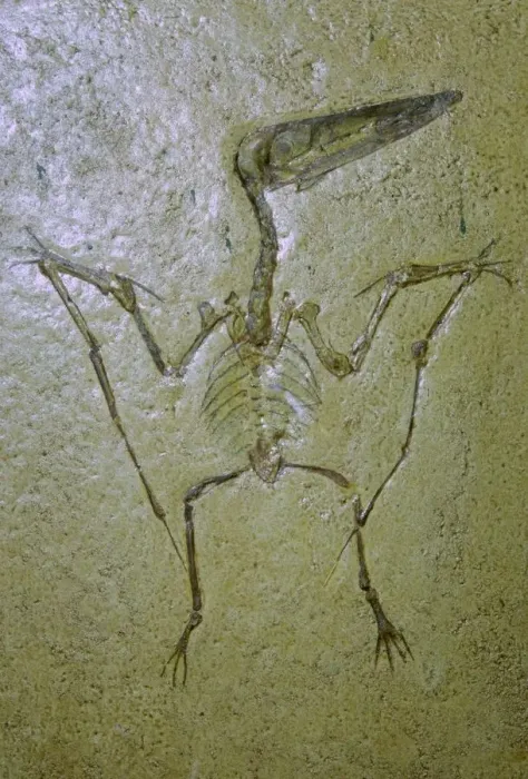Gerahmter Druck : Fossils eines Pterodaktels Gerahmter Druck : Fossils eines Pterodaktels