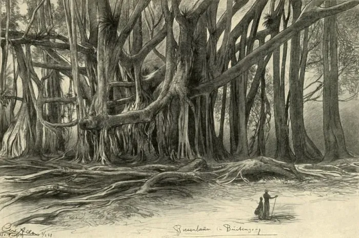 Gerahmter Druck : Riesige Bäume in Buitenzorg, Java, 1898. Künstler: Christian Wilhelm Allers. Gerahmter Druck : Riesige Bäume in Buitenzorg, Java, 1898. Künstler: Christian Wilhelm Allers.