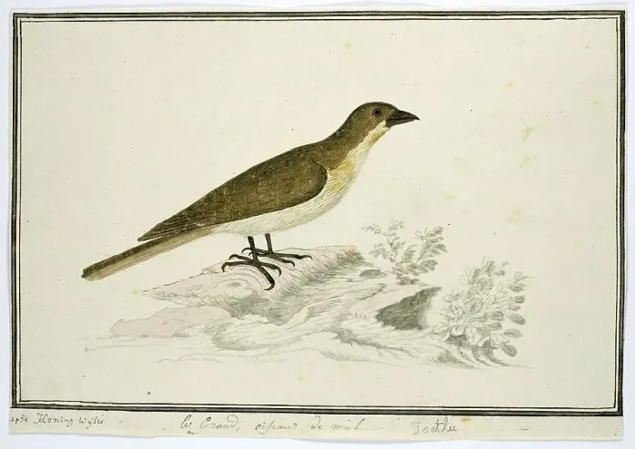 Gerahmter Druck : Indikator indikator (Großer Honigführer), 1777-1786. Schöpfer: Robert Jacob Gordon