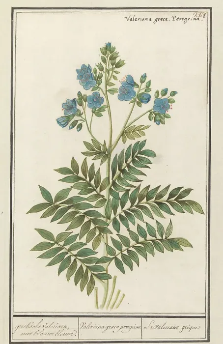 Gerahmter Druck : Jacob's Leiter (Polemonium Caerulum), 1596-1610. Schöpfer: Anselmus de Boodt, Elias Verhulst Gerahmter Druck : Jacob's Leiter (Polemonium Caerulum), 1596-1610. Schöpfer: Anselmus de Boodt, Elias Verhulst
