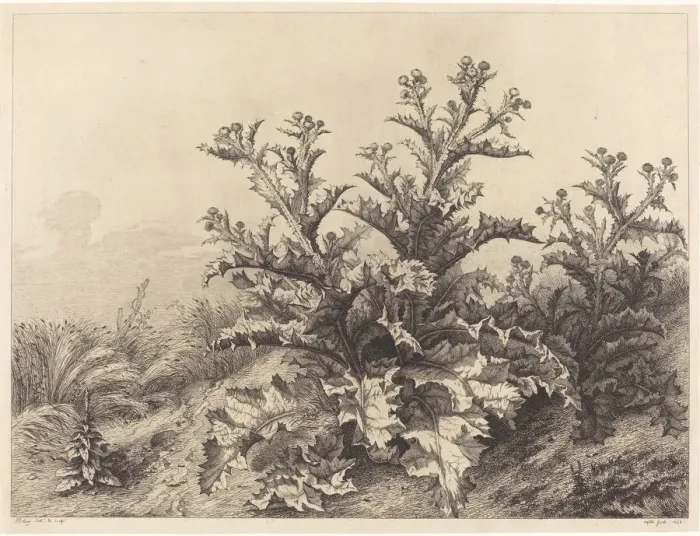 Gerahmter Druck : Großer Echtes Eckblume, 1843. Erfinder: Eugène Baudry Gerahmter Druck : Großer Echtes Eckblume, 1843. Erfinder: Eugène Baudry
