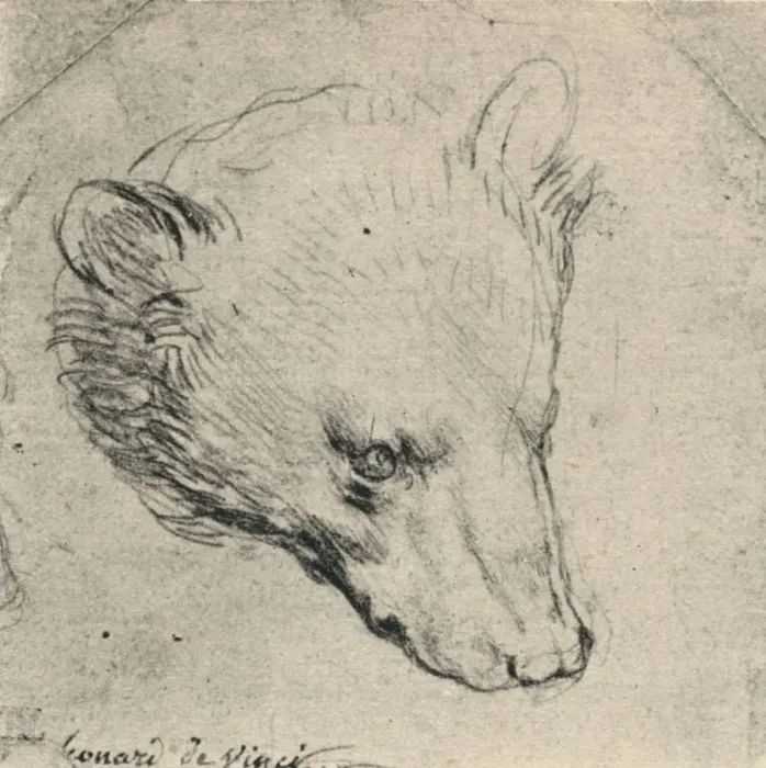Gerahmter Druck : Kopf eines Bären, um 1480 (1945). Künstler:Leonardo v. Da Vincio