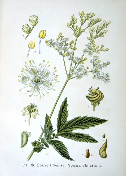 Gerahmter Druck : Wiesenröschen, 1893 Gerahmter Druck : Wiesenröschen, 1893