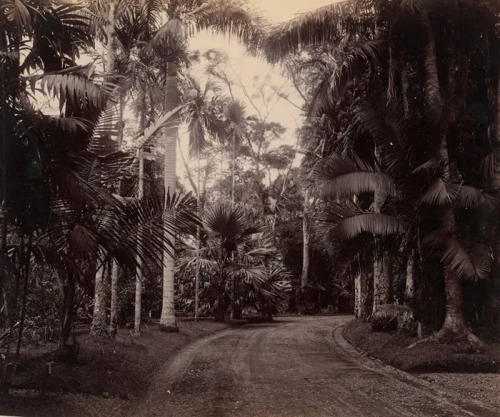 Gerahmter Druck : Palmgoup Gruppe, Buitenzorg (Java), 1860er / 1870er Jahre. Schöpfer unbekannt Gerahmter Druck : Palmgoup Gruppe, Buitenzorg (Java), 1860er / 1870er Jahre. Schöpfer unbekannt