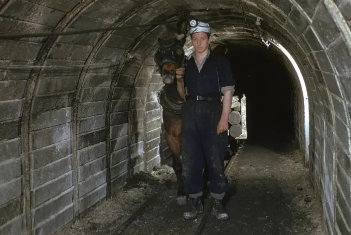 Gerahmter Druck : Klein Pferd Zugwagen Gerahmter Druck : Klein Pferd Zugwagen