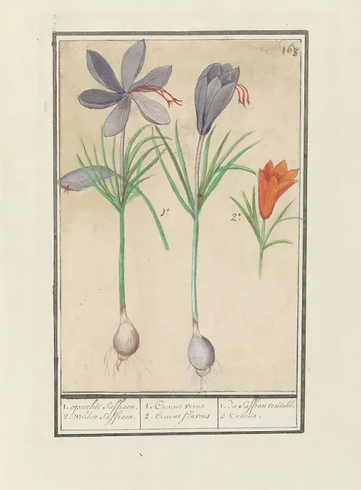 Gerahmter Druck : Krokus saffran (Crocus sativus), 1596-1610. Schöpfer: Anselmus de Boodt, Elias Verhulst Gerahmter Druck : Krokus saffran (Crocus sativus), 1596-1610. Schöpfer: Anselmus de Boodt, Elias Verhulst