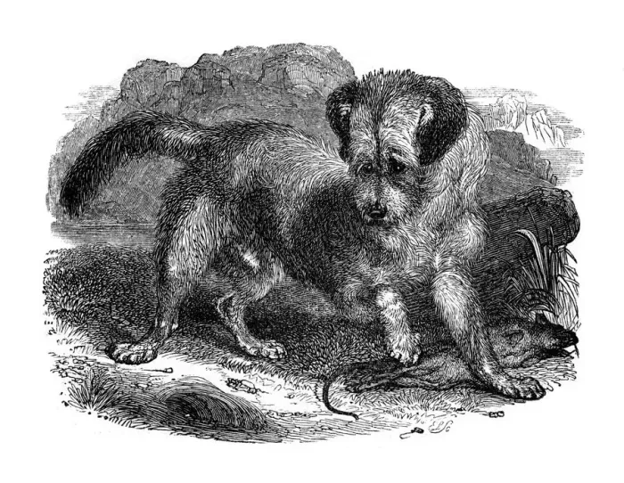 Gerahmter Druck : Schottischer Toter, 1848 Gerahmter Druck : Schottischer Toter, 1848