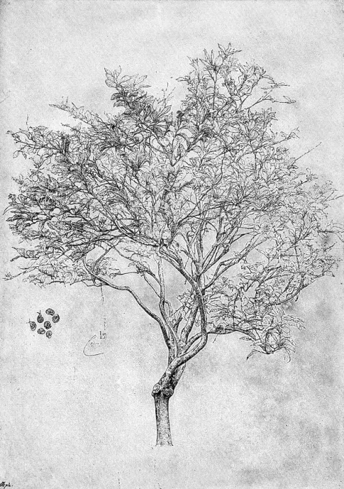 Gerahmter Druck : Studium eines Zitronenbaums, 1899 Gerahmter Druck : Studium eines Zitronenbaums, 1899