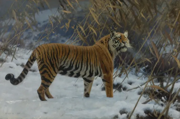 Gerahmter Druck : Ein Tiger im Schnee Gerahmter Druck : Ein Tiger im Schnee